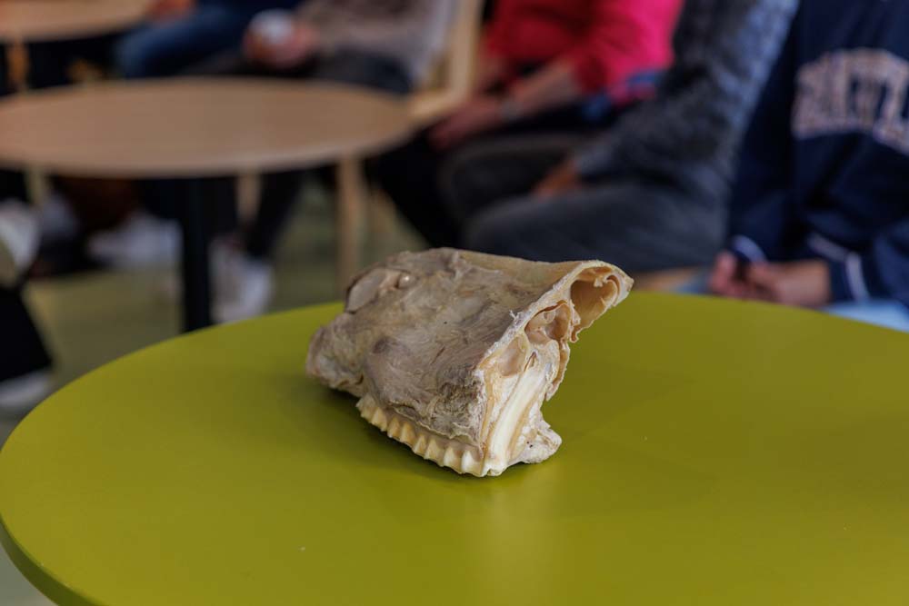 05-10-2022: Drieluik Diergeneeskunde